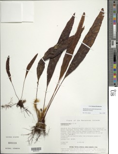 Image of Elaphoglossum austromarquesense