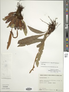 Elaphoglossum sartorii image