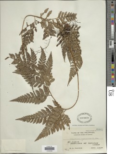 Arachniodes carvifolia image