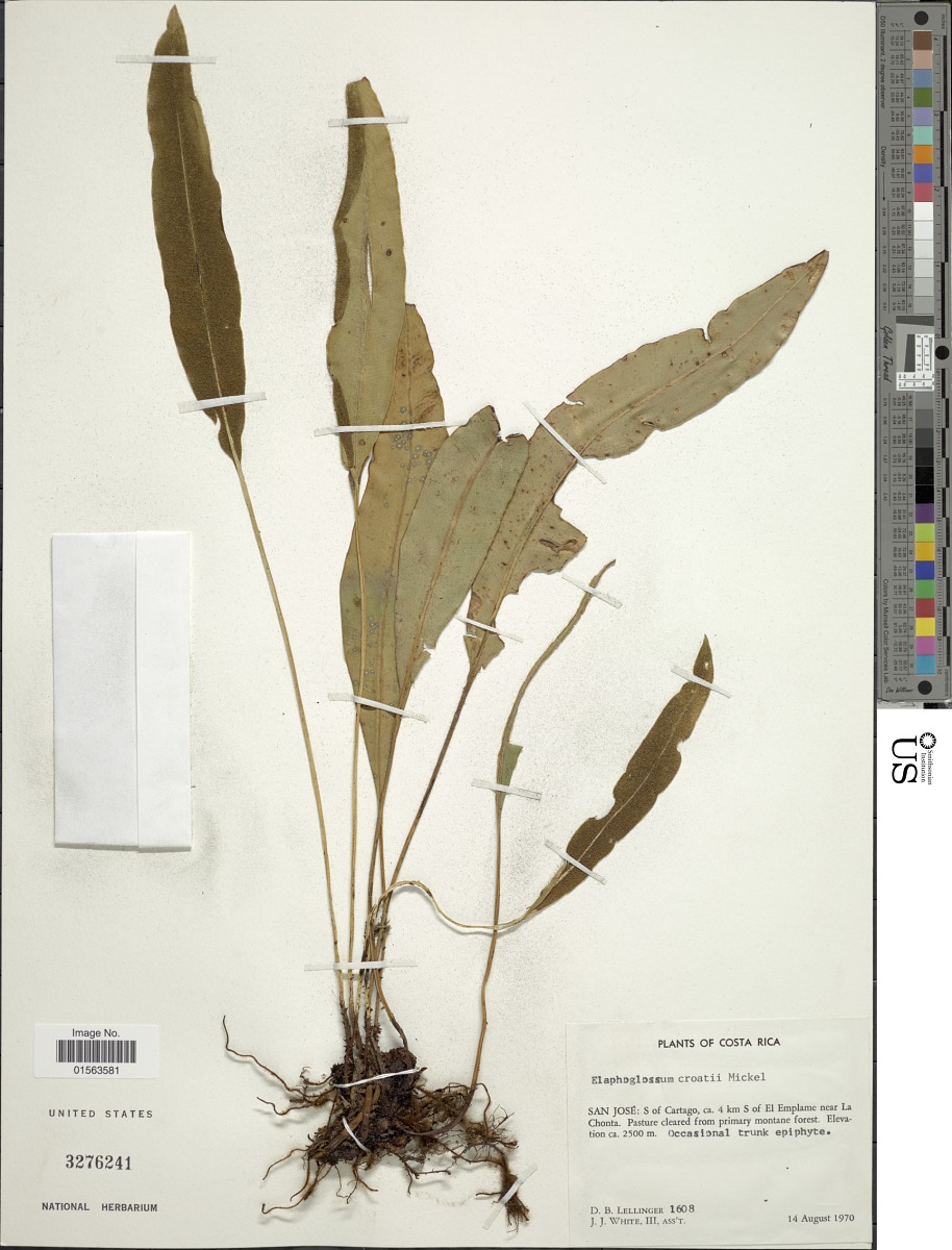 Elaphoglossum croatii image