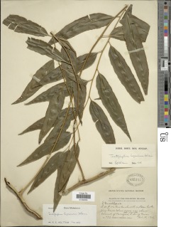 Teratophyllum luzonicum image