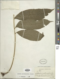 Mickelia nicotianifolia image