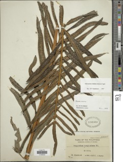 Phymatosorus longissimus image