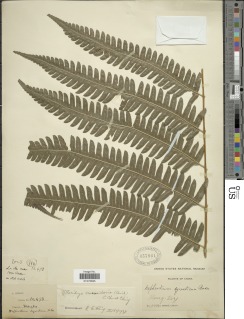 Pteridrys australis image