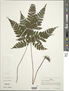 Triplophyllum heudelotii image