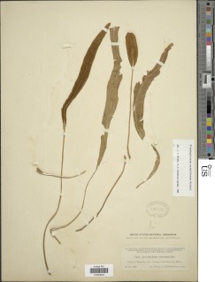 Elaphoglossum eximiiforme image