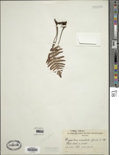 Arthropteris orientalis image