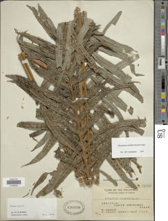 Phymatosorus longissimus image