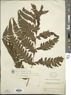 Tectaria macrodonta image