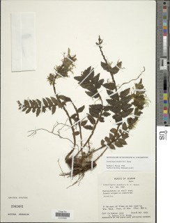 Lomariopsis fendleri image