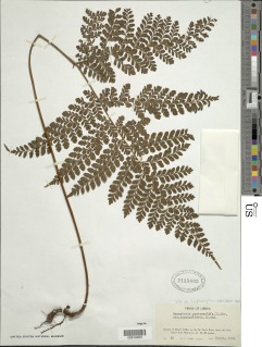 Triplophyllum speciosum image
