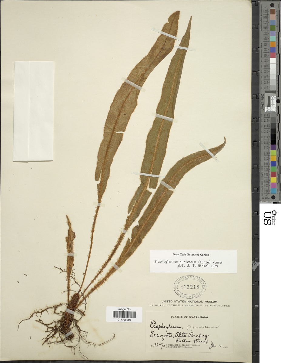 Elaphoglossum auricomum image