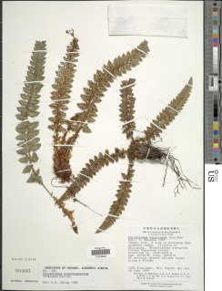 Polystichum acanthophyllum image