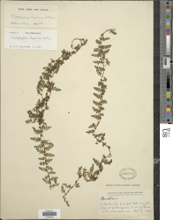 Teratophyllum luzonicum image