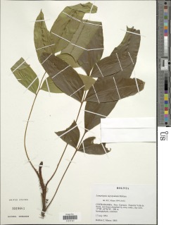 Lomariopsis nigropaleata image