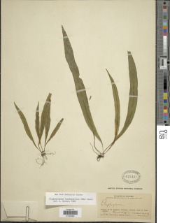 Image of Elaphoglossum decursivum