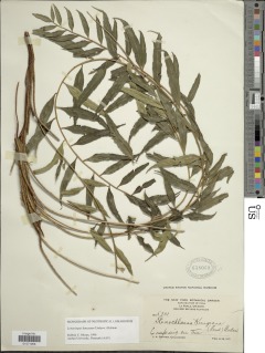 Lomariopsis kunzeana image