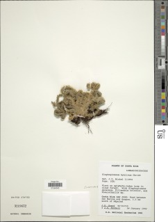 Elaphoglossum hyalinum image