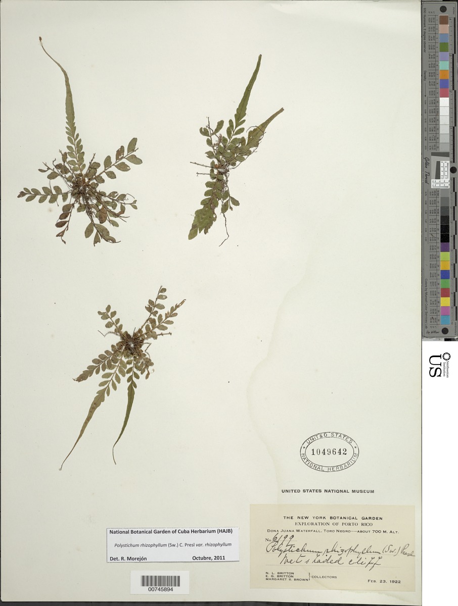 Polystichum rhizophyllum image
