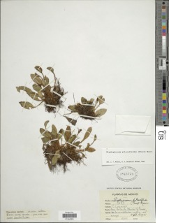 Elaphoglossum piloselloides image