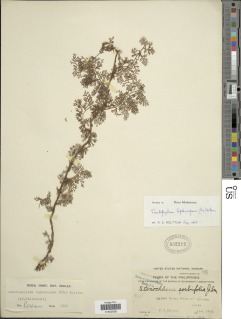 Teratophyllum leptocarpum image