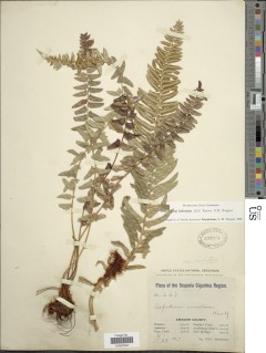 Polystichum imbricans subsp. imbricans image
