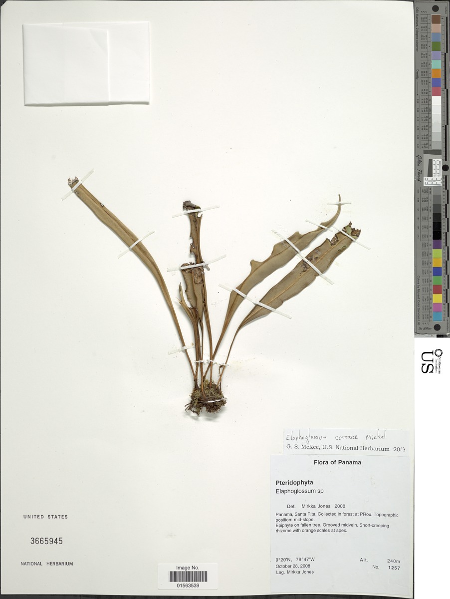 Elaphoglossum correae image