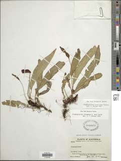 Image of Elaphoglossum squarrosum