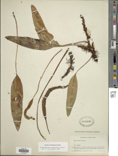 Elaphoglossum conspersum image