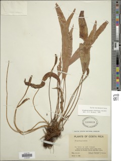 Elaphoglossum standleyi image