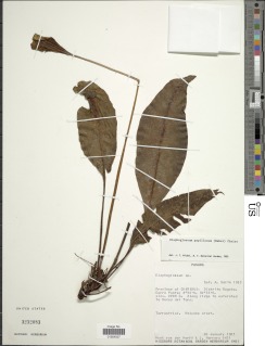 Image of Elaphoglossum papillosum