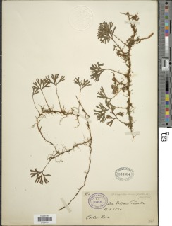 Elaphoglossum peltatum f. peltatum image