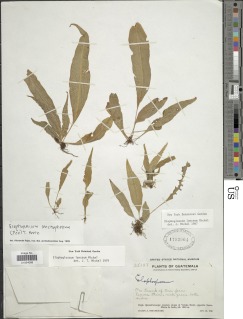 Image of Elaphoglossum lanceum