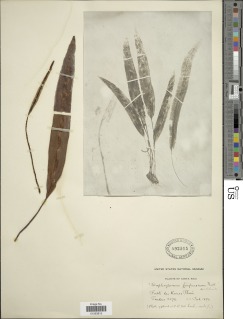 Elaphoglossum furfuraceum image