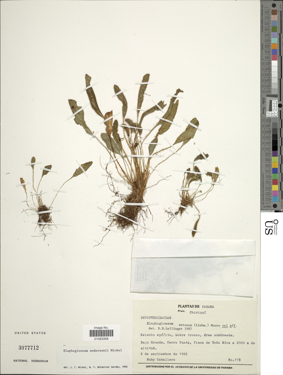 Elaphoglossum andersonii image