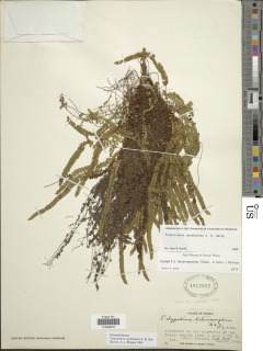 Alansmia spathulata image