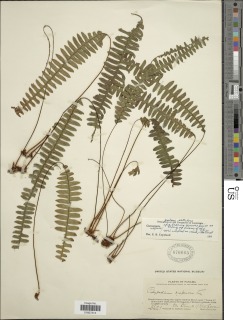 Image of Grammitis asplenifolia