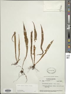 Pyrrosia mannii image