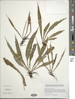 Pyrrosia mannii image