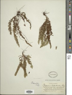 Galactodenia delicatula image