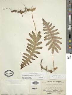 Polypodium arcanum var. septentrionale image