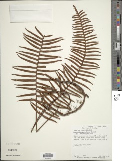 Pleopeltis myriolepis image