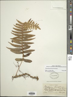 Image of Polypodium plesiosorum