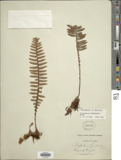 Pleopeltis fimbriata image