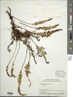 Pleopeltis x leucospora image