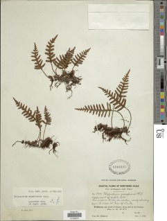 Pleopeltis masafuerae image