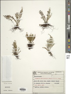 Moranopteris achilleifolia image