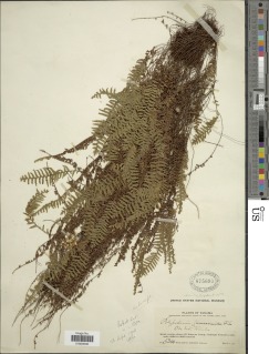 Galactodenia subscabra image