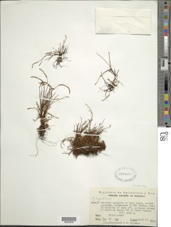 Cochlidium serrulatum image