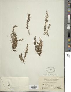 Tomophyllum macrum image